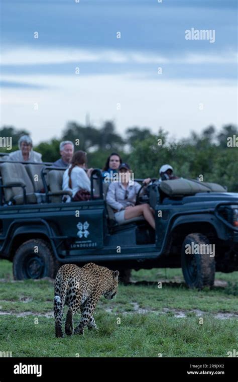 A Male Leopard Panthera Pardus Walks In Front Of A Safari Vehicle