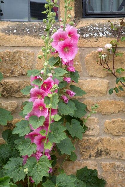 Premium Photo Pink Foxgrove Plant