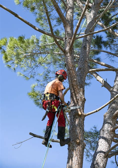 4 Important Tree Pruning Methods That Yield the Best Results