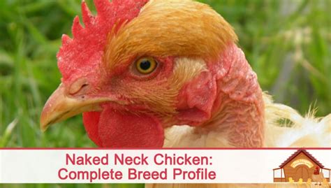 The Naked Neck Chicken Breed Profile The Happy Chicken Coop