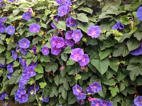 Morning Glory Care In Pots Easy Growth Tips