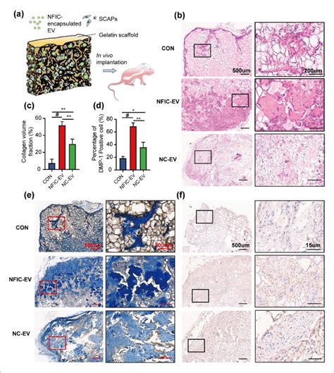 Nfic Ev Promotes Dentinogenesis Of Scaps In Vivo A Schematic Model