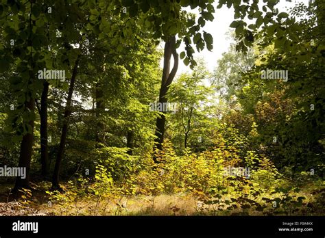 Deciduous trees in forest Stock Photo - Alamy