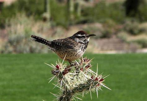 What Is The State Bird Of Arizona All Facts Explained