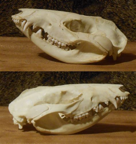 juvenile opossum skull by flayote on DeviantArt