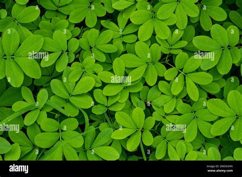 Arachis Pintoi Leaf Tropical Seeds Common Name Pinto Peanut A Legume