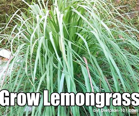 Growing Lemongrass In Water