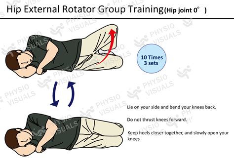 Hip External Rotator Group Training Hip Joint 0° Physio Visuals