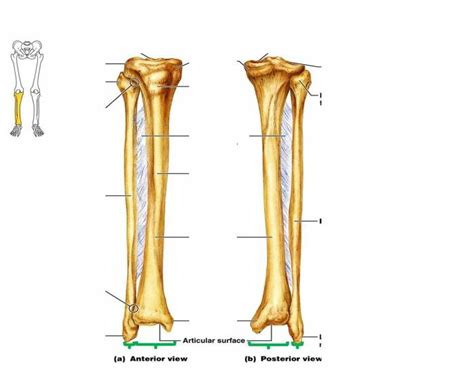 Tibia And Fibula Diagram Quizlet