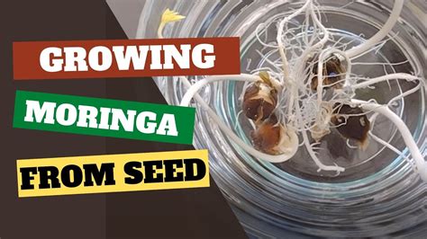 How To Grow Moringa From Seed A Complete Guide Youtube