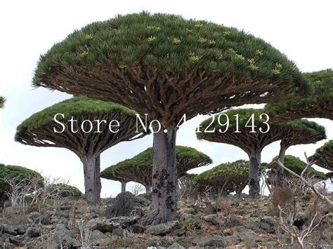 10 pcs Dracaena tree Bonsai,Dragon Blood Tree( Dracaena draco) showy ...