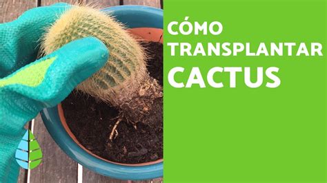 C Mo Plantar Un Cactus