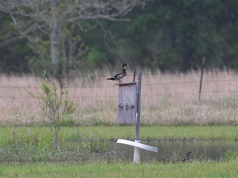 Wood Duck Nesting Behavior Eggs Location Faqs Birdfact