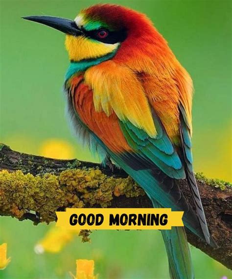 Good Morning Images With Birds