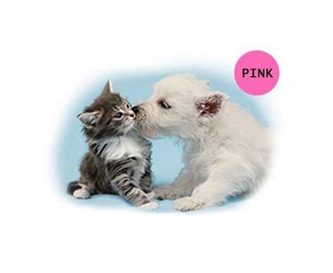 Dog Kissing Cat (Cat-77) – True Printing