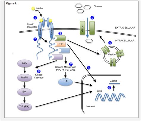 G Protein Signal Transduction Pathway Plasma Membrane,, 58% OFF