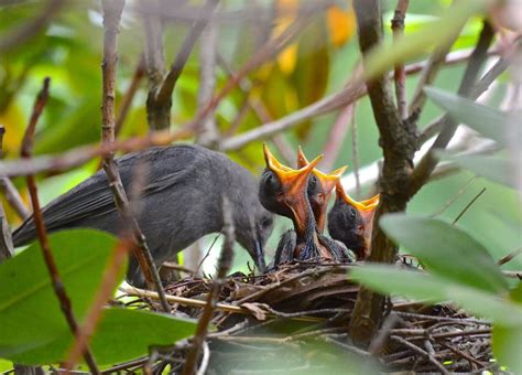 Gray Catbird Nests, Habitat, And Mating Rituals