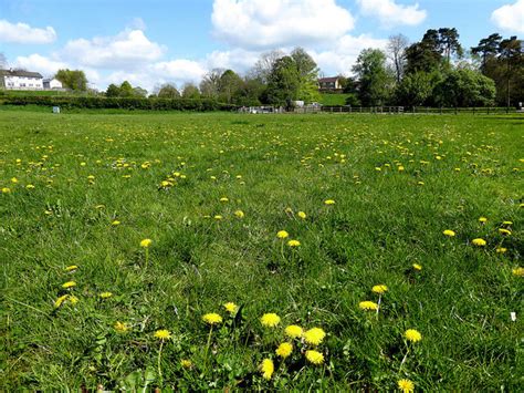 Dandelions Cranny Playing Fields Kenneth Allen Cc By Sa