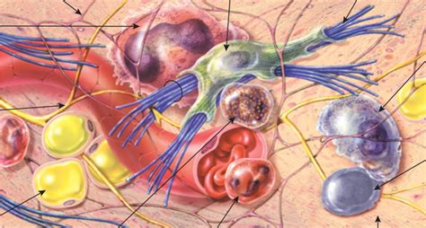 Lecture Connective Tissue Diagram Quizlet