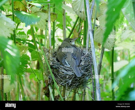 A Chick Of Common Cuckoo Cuculus Canorus In Nest Of Marsh Warbler