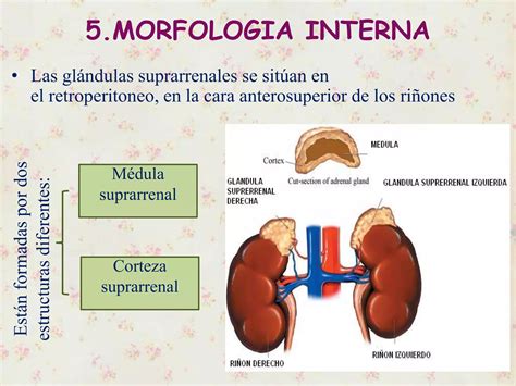 Glandulas Suprarrenales PPT