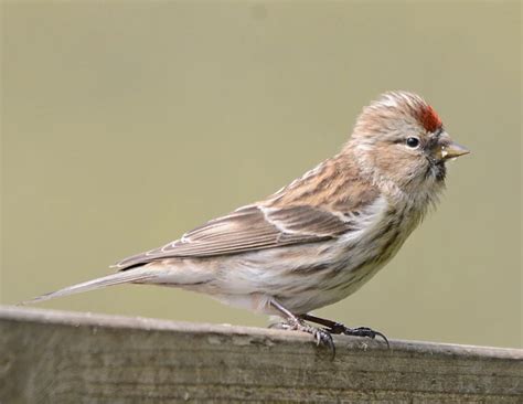 Lesser Redpoll By Mike Neate Birdguides