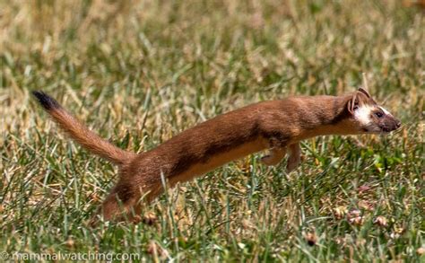 Western Weasels And A Few Other Things California And Oregon