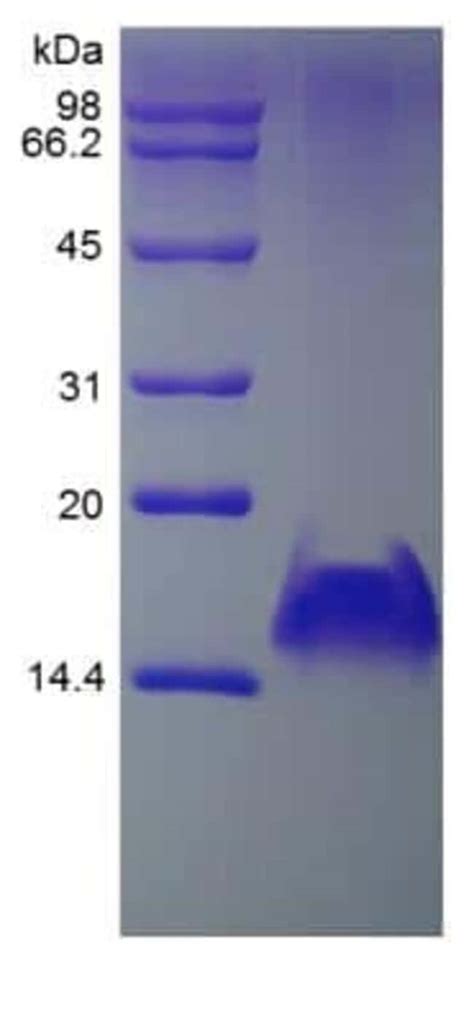 Novus Biologicals Recombinant Human Cxcl Mig Protein G Fisher