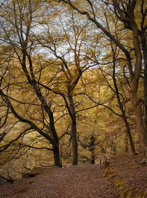 El Claro Del Arbolado En Bosque De La Haya Del Otoño Con Los árboles