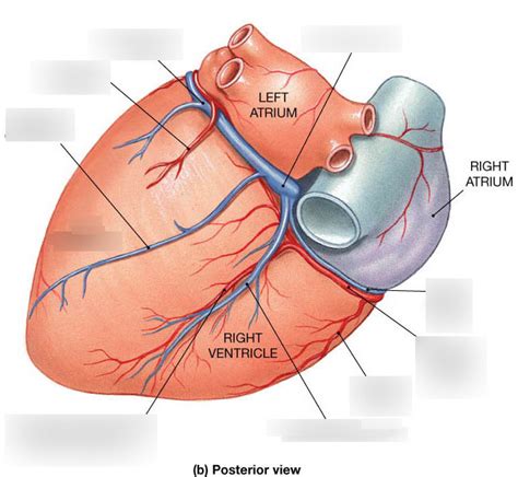 A P Lab 2 Posterior Coronary Circulation And Landmarks Diagram Quizlet