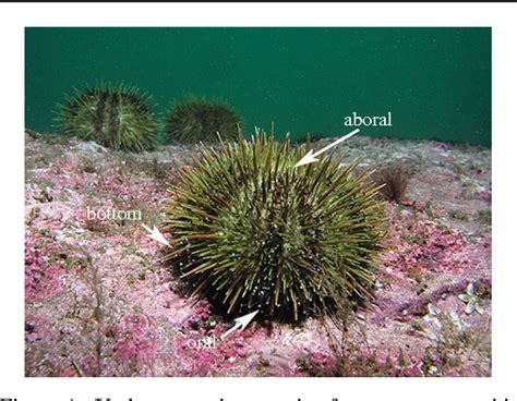 Sea Urchin Tube Feet