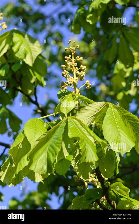 Common Horse Chestnut Aesculus Hippocastanum Stock Photo Alamy