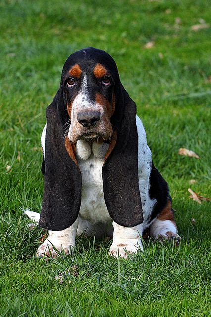 Unimpressed Basset Hounds Hound Puppies Hound Dog Basset Hound Puppy