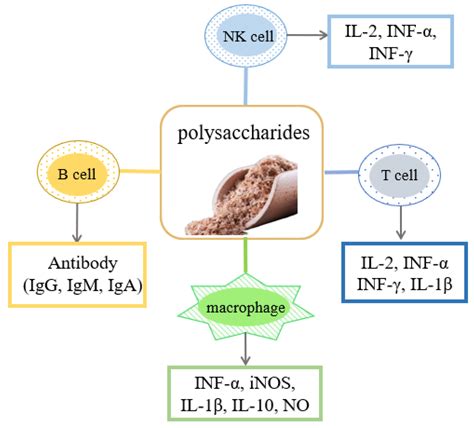 Foods Free Full Text Extraction Structural Characterization Biological Functions And