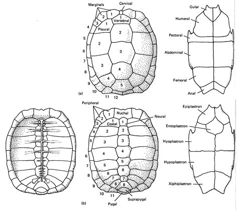 GEOL431 - Vertebrate Paleobiology