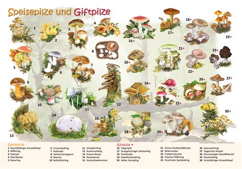 Speisepilze Und Giftpilze Pilze Lehrtafeln Natur Im Bild