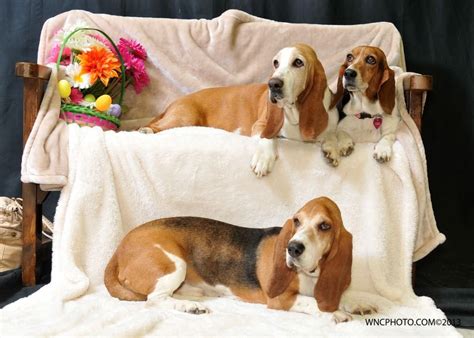 Bassett Hounds