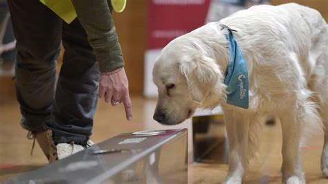 So können Hunde Krankheiten erschnüffeln ArgoviaToday