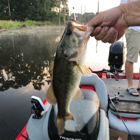 Bass Fishing Sheldon Reservoir Bass Fishing At Lake Naconiche