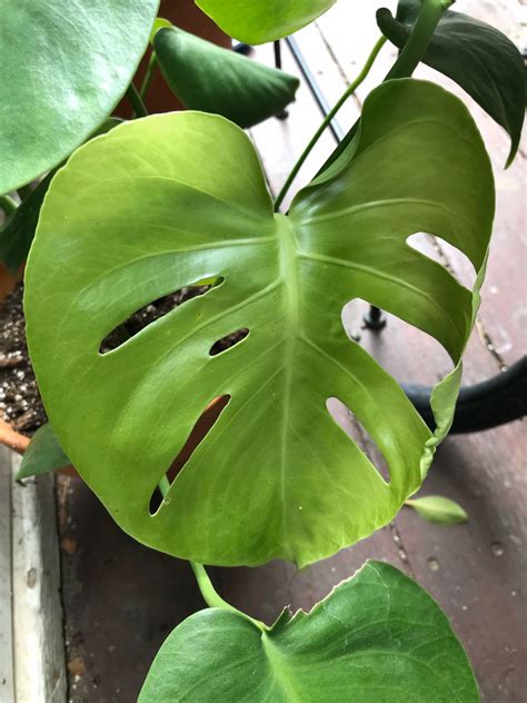 Philodendron Monstera Split Leaf Plant Monstera Deliciosa - Etsy | Plants, Philodendron monstera ...