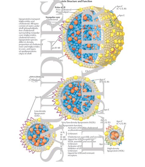 Lipoprotein Structure and Function