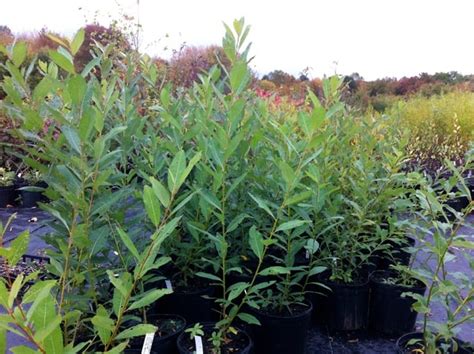 Shrubs Salix Discolor Pussy Willow