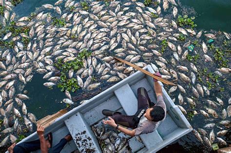 Ribuan Ikan Tilapia Mati Akibat Cuaca Panas Di Tasik Unisza Utusan