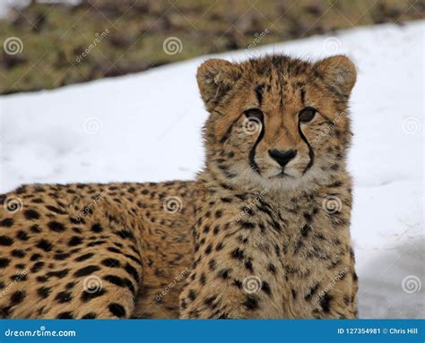 Cheetah in the Snow stock image. Image of spots, cheetahs - 127354981