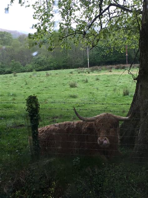 Landscape Of A Highland Cow Behind A Barb Wire Fence In Greenock Scotland Uk Stock Image