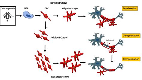 Cells Free Full Text Oligodendrocytes In Development Myelin