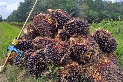 buruh perkebunan sawit  terpinggirkan