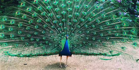 My Favourite Feathered Friend Peocock Paragraph Writing Std 10 English