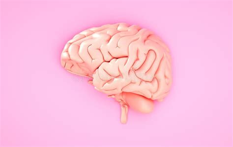 Pink Brain On The Color Background Stock Illustration Illustration Of