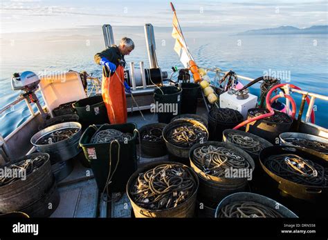 Fisherman Laying Out Longline For Black Cod Commercial Fishing Chatham